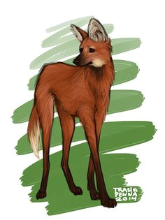 Drawing Of A Maned Wolf 27 Best Maned Wolves Images Fox Maned Wolf Animal Pictures