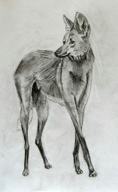 Drawing Of A Maned Wolf 85 Best Maned Wolf Images Maned Wolf Wolves Bad Wolf