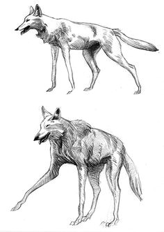 Drawing Of A Maned Wolf 85 Best Maned Wolf Images Maned Wolf Wolves Bad Wolf