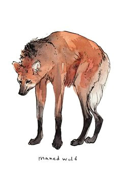 Drawing Of A Maned Wolf 85 Best Maned Wolf Images Maned Wolf Wolves Bad Wolf