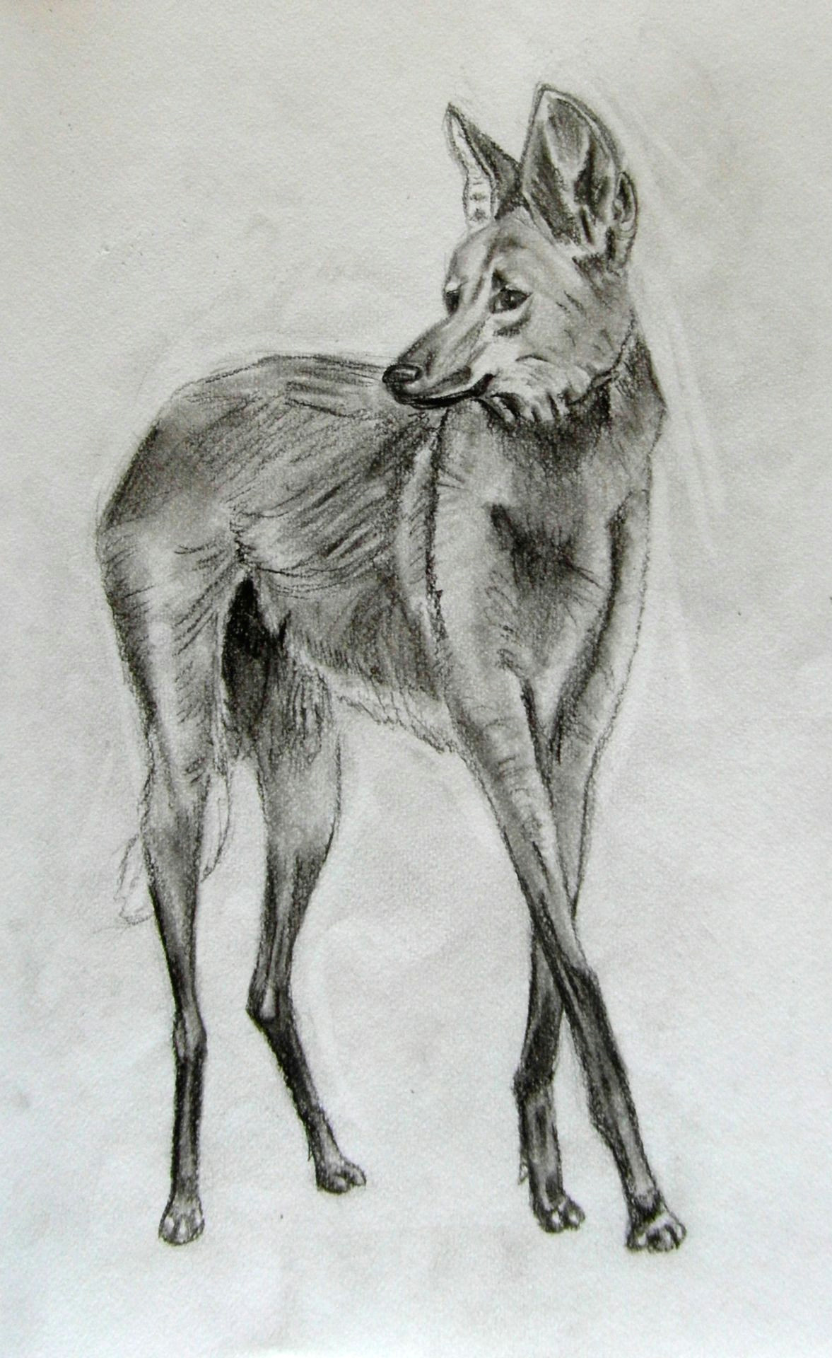 Drawing Of A Maned Wolf Maned Wolf Sketch by Manandfox Maned Wolf
