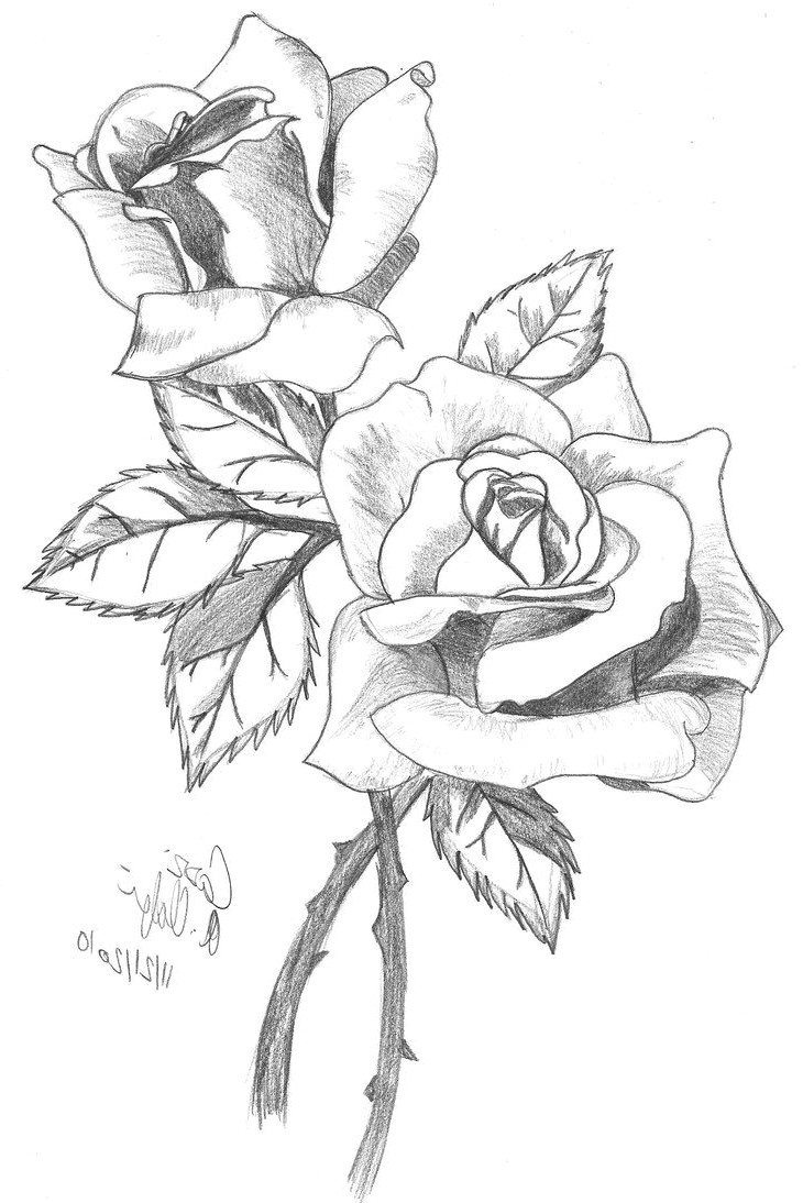 Drawing Of A Open Rose Drawing Rose Elita Mydearest Co