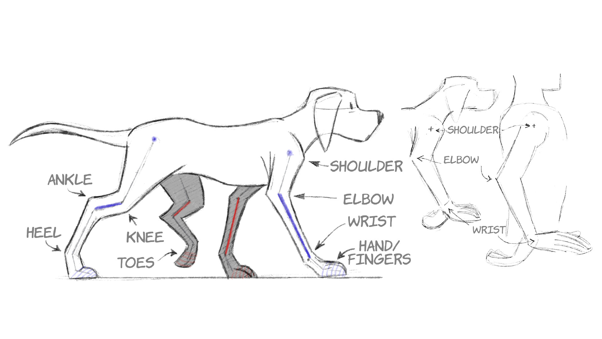 Drawing Of A Person Walking A Dog 2d Animation Animal Walk Cycles