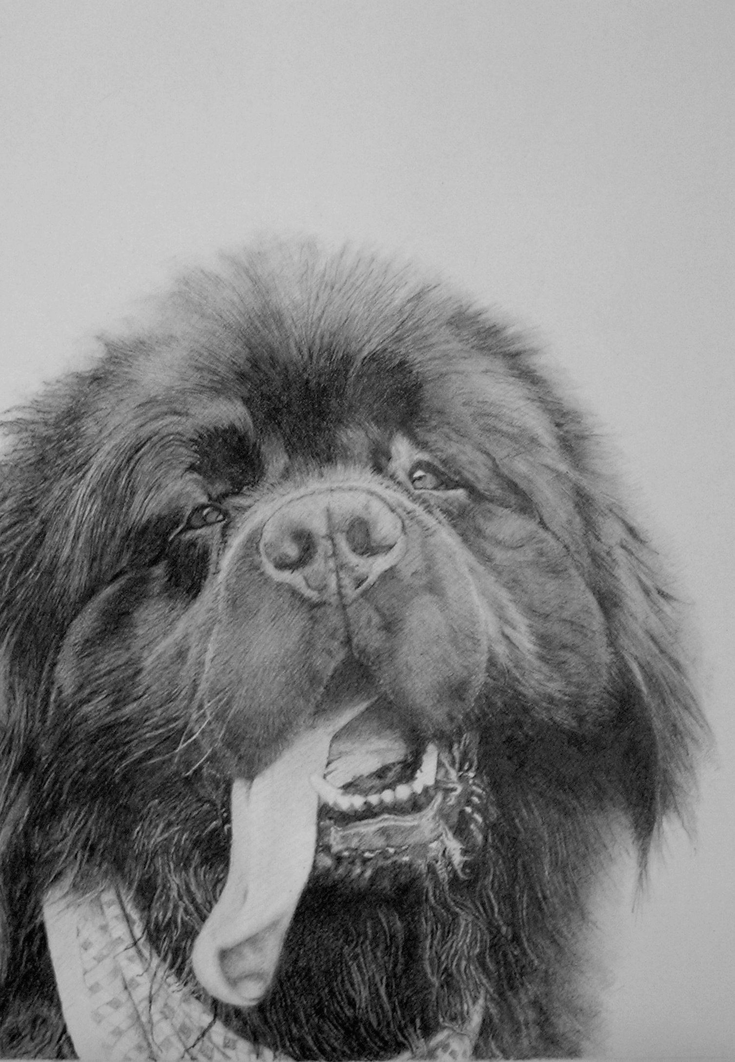 Drawing Of A Pet Dog My Drawing Storm Newfoundland Pet Dog Drawing Animals Dogs