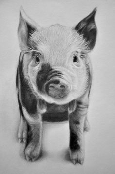 Drawing Of A Pig S Heart 134 Best Pig Drawing Images Piglets Pigs Pig Drawing