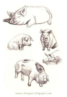 Drawing Of A Pig S Heart 134 Best Pig Drawing Images Piglets Pigs Pig Drawing