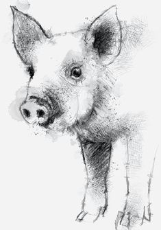 Drawing Of A Pig S Heart 134 Best Pig Drawing Images Piglets Pigs Pig Drawing