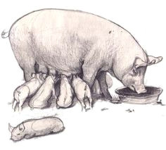 Drawing Of A Pig S Heart 19 Best Pig Drawings Images Pig Drawing Pork Animal Drawings