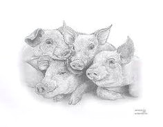 Drawing Of A Pig S Heart 19 Best Pig Drawings Images Pig Drawing Pork Animal Drawings