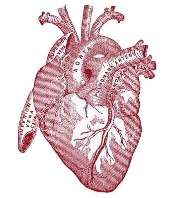 Drawing Of A Pink Heart Vintage Graphic Image Anatomy Heart Vintage Graphic Graphics