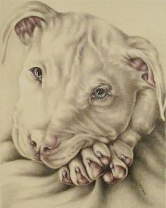 Drawing Of A Pitbull Dog 785 Best Pit Bull Drawings Art Images Drawings Pit Bull Love