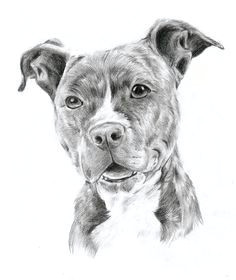 Drawing Of A Pitbull Dog Drawing Pit Bulls Pitbull by Oocherrytheberryoo Art In 2019