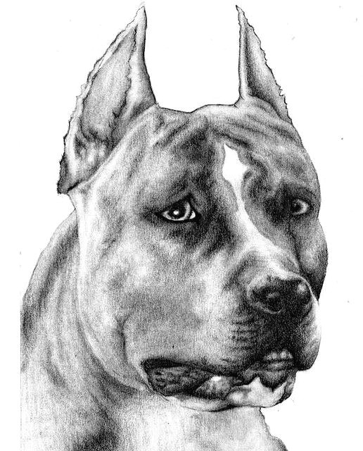 Drawing Of A Pitbull Dog Pencil Sketch Pitbull Pit Bull Drawings Art