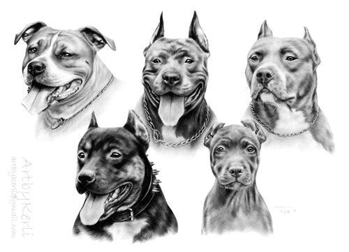 Drawing Of A Pitbull Dog the Crew Of 5 by Artbykerli Deviantart Com On Deviantart Art