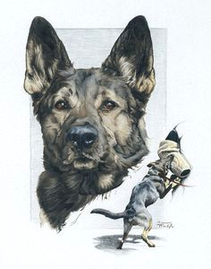 Drawing Of A Police Dog 54 Best Colored Pencil Drawings by Lauren Heimbaugh Beware Of Trees