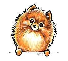 Drawing Of A Pomeranian Dog 192 Best Pomeranian Clipart Images Dogs Doggies German Spitz