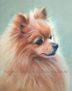 Drawing Of A Pomeranian Dog 84 Best Drawing Pomeranians Images Pomeranians Pomeranian