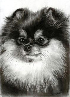 Drawing Of A Pomeranian Dog 84 Best Drawing Pomeranians Images Pomeranians Pomeranian