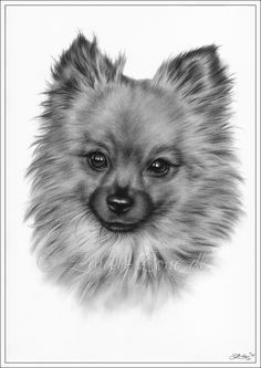 Drawing Of A Pomeranian Dog 84 Best Drawing Pomeranians Images Pomeranians Pomeranian