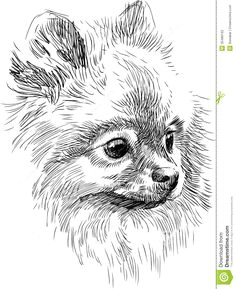 Drawing Of A Pomeranian Dog 84 Best Drawing Pomeranians Images Pomeranians Pomeranian