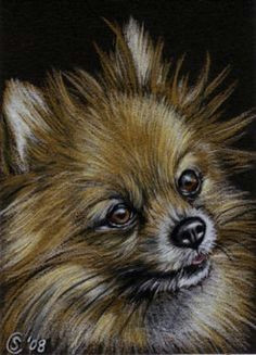Drawing Of A Pomeranian Dog 84 Best Drawing Pomeranians Images Pomeranians Pomeranian