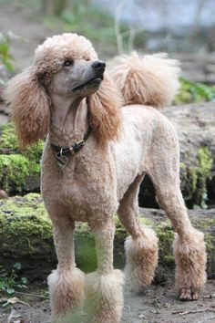 Drawing Of A Poodle Dog 157 Best Poodle Drawing Pics Images Poodles Poodle Cuts Standard