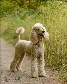 Drawing Of A Poodle Dog 157 Best Poodle Drawing Pics Images Poodles Poodle Cuts Standard