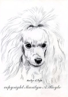 Drawing Of A Poodle Dog 988 Best Oodles Of Poodles Images Cute Kittens Dog Cat Doggies