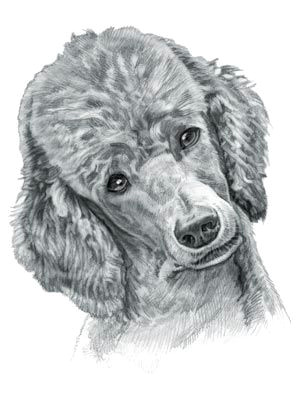 Drawing Of A Poodle Dog Poodle Dog Dog Drawings and Pictures Poodle Dogs Dog Names