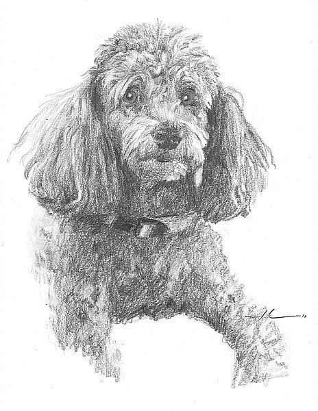 Drawing Of A Poodle Dog Poodles Drawings In Pencil Google Search Poodle Poodle