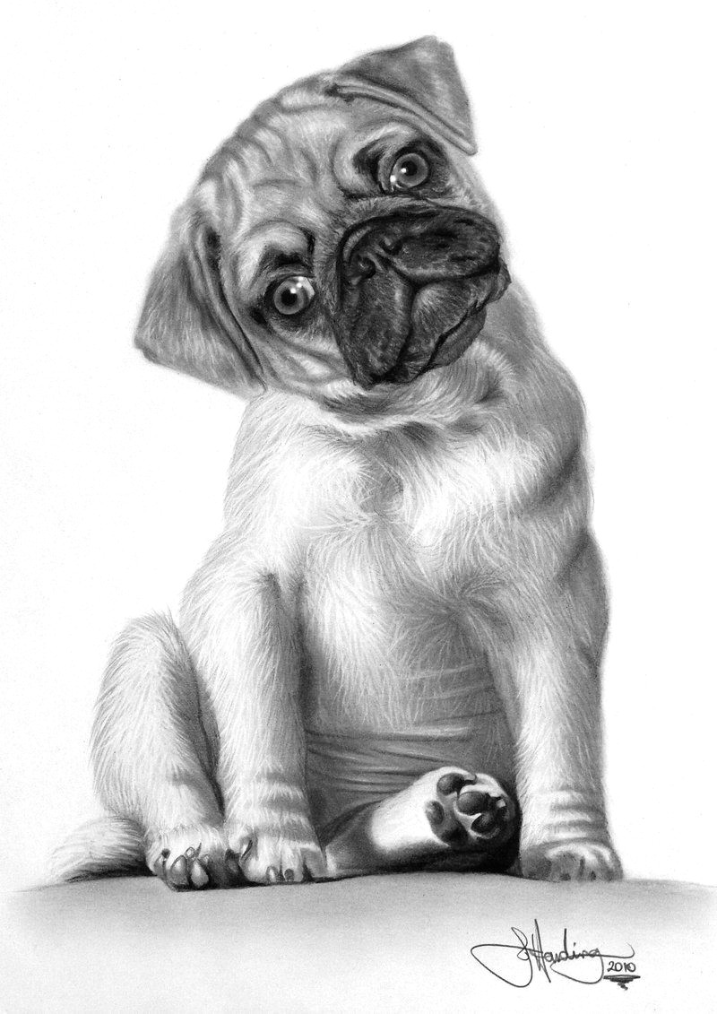 Drawing Of A Pug Dog Animal Art Dog Pencil Drawings Art Pinterest Pug Perros