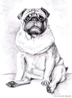 Drawing Of A Pug Dog Die 615 Besten Bilder Von Hunde Dog Portraits Drawings Of Dogs