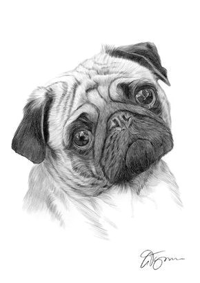 Drawing Of A Pug Dog Pug Dog Pencil Drawing Thumbnail Draw Pinterest Perros Pug