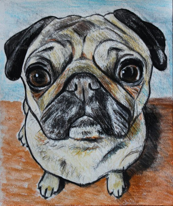 Drawing Of A Pug Dog Pug Portrait original Artwork Drawing Mixed thecnique Etsy