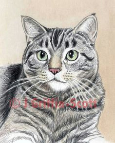 Drawing Of A Real Cat 2291 Best Cat Drawings Images Cat Art Drawings Cat Illustrations