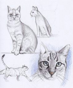 Drawing Of A Real Cat 300 Best Drawing Cats Images In 2019 Draw Animals Cat