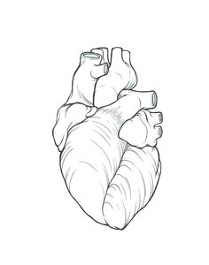 Drawing Of A Real Heart How to Draw A Heart Science Drawing Lesson Drawing Ideas 3 In