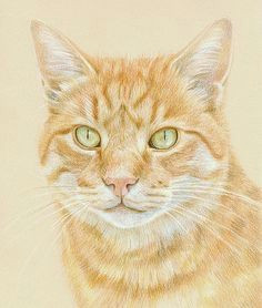 Drawing Of A Realistic Cat 878 Best Cat Drawings Images Cute Kittens Draw Animals Beautiful