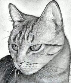 Drawing Of A Realistic Cat How to Draw A Cat Head Draw A Realistic Cat Step by Step Pets
