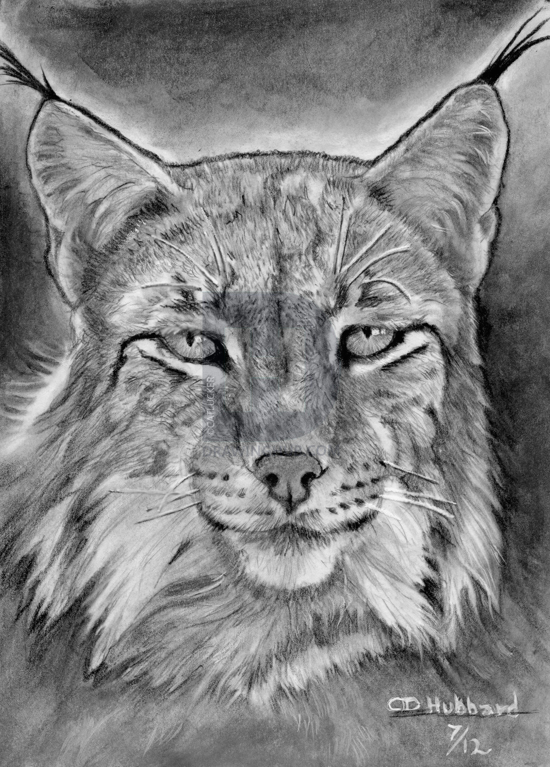 Drawing Of A Realistic Cat How to Draw A Realistic Lynx Step by Step Drawing Guide by