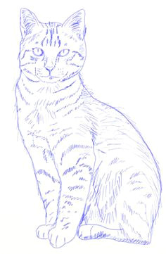 Drawing Of A Realistic Cat How to Draw Cat Step 5 Drawing In 2019 Drawings Cat Drawing Cats