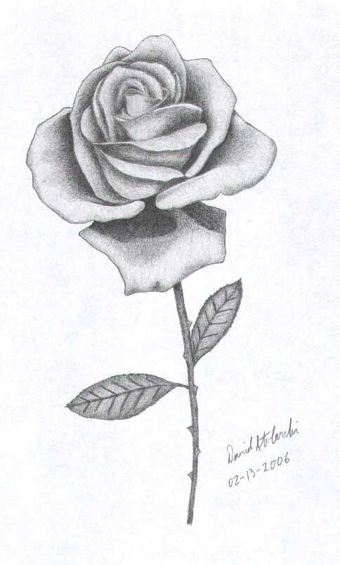 Drawing Of A Realistic Rose Rose Sketch Roses In 2019 Drawings Art Drawings Rose Sketch