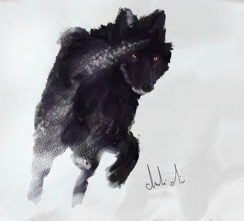 Drawing Of A Red Wolf Black Specimens are Recorded Among Red Wolves Canis Lupus Rufus