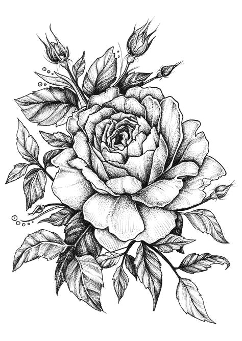 Drawing Of A Rose Black and White Rose with Banner New Easy to Draw Roses Best Easy to Draw Rose