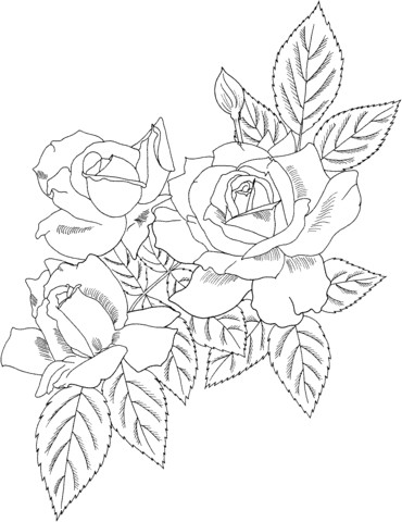 Drawing Of A Rose Bush Cecile Brunner or Polyantha Rose Bush Coloring Page Flowers