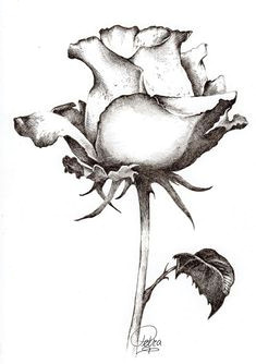 Drawing Of A Rose In A Hand 25 Beautiful Rose Drawings and Paintings for Your Inspiration