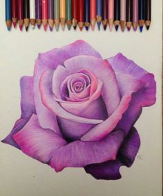 Drawing Of A Rose In Colour 2209 Best Colored Pencil Art Tutorials Etc Images In 2019