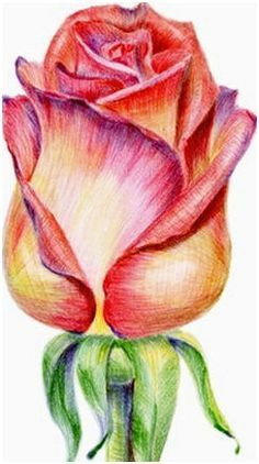 Drawing Of A Rose In Colour 243 Best Color Pencil Crayon Oil Pastel Art Images Colouring