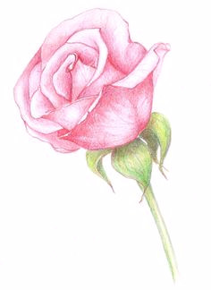 Drawing Of A Rose In Colour 472 Best Paint Pen and Ink Pencils Drawing Color theory Images