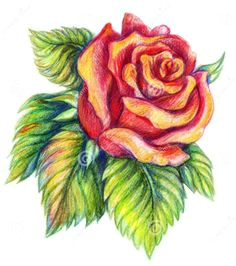 Drawing Of A Rose In Colour 61 Best Pencil Drawings Of Flowers Images Pencil Drawings Pencil